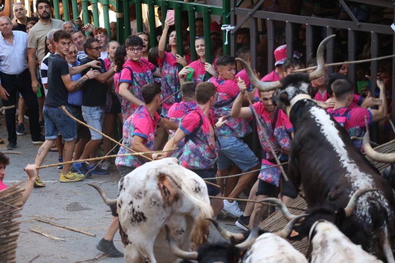 Pedreguer ja vibra amb els bous al carrer Pedreguer ja vibra amb els bous al carrer