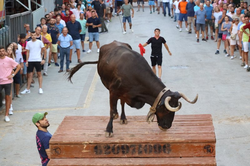 Benavent copa els premis del concurs de bous al carrer de Pedreguer Benavent copa els premis del concurs de bous al carrer de Pedreguer