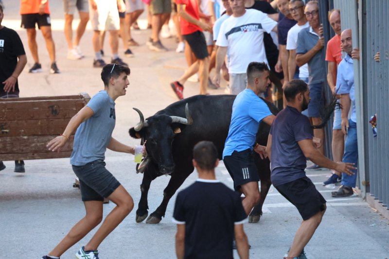Benavent copa els premis del concurs de bous al carrer de Pedreguer Benavent copa els premis del concurs de bous al carrer de Pedreguer