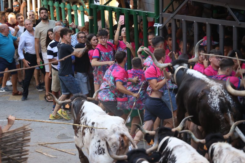 Pedreguer ja vibra amb els bous al carrer Pedreguer ja vibra amb els bous al carrer