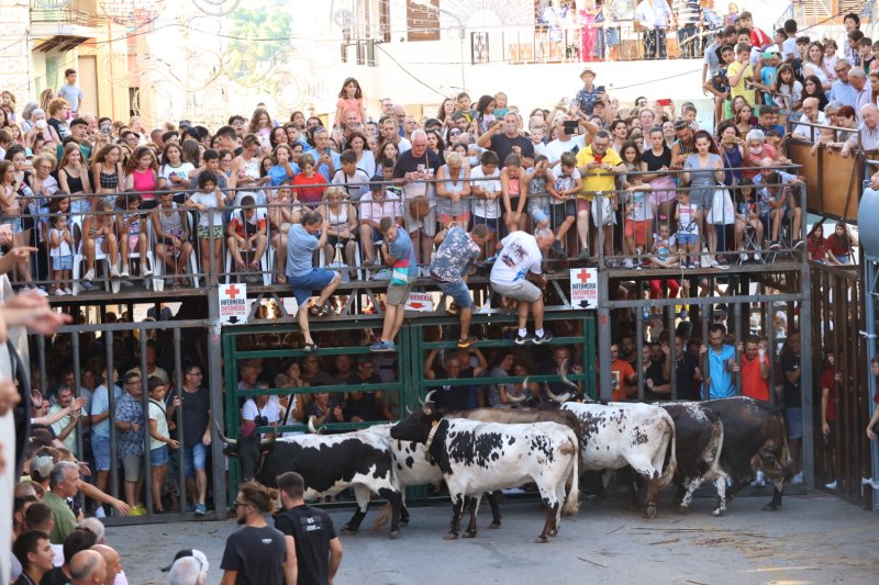Pedreguer ja vibra amb els bous al carrer Pedreguer ja vibra amb els bous al carrer