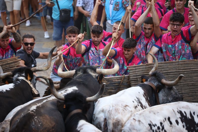 Pedreguer ja vibra amb els bous al carrer Pedreguer ja vibra amb els bous al carrer