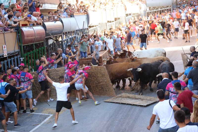 Pedreguer ja vibra amb els bous al carrer Pedreguer ja vibra amb els bous al carrer