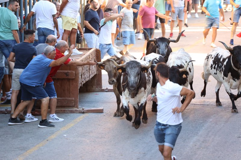 Pedreguer ja vibra amb els bous al carrer Pedreguer ja vibra amb els bous al carrer