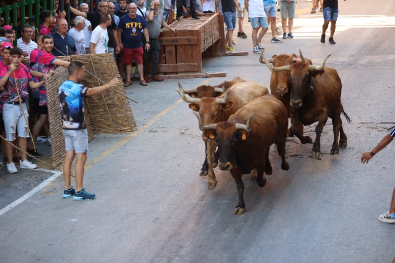 Pedreguer ja vibra amb els bous al carrer Pedreguer ja vibra amb els bous al carrer
