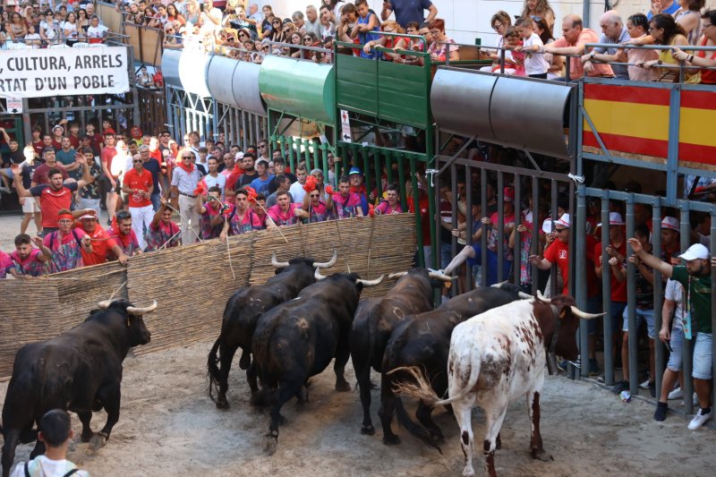 Passió desbordada amb els bous serrils de les Festes de Pedreguer Passió desbordada amb els bous serrils de les Festes de Pedreguer