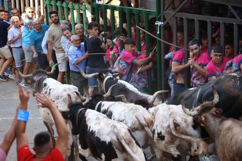 Pedreguer ja vibra amb els bous al carrer Pedreguer ja vibra amb els bous al carrer