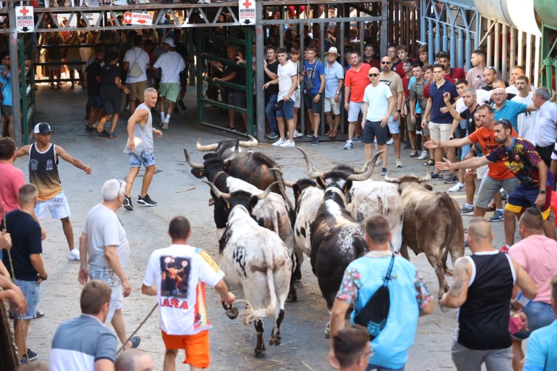 Pedreguer ja vibra amb els bous al carrer Pedreguer ja vibra amb els bous al carrer
