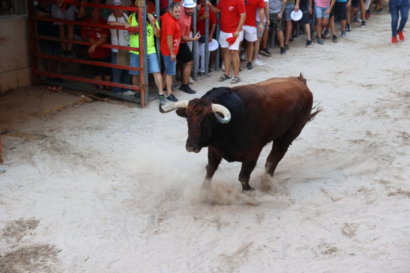 Passió desbordada amb els bous serrils de les Festes de Pedreguer Passió desbordada amb els bous serrils de les Festes de Pedreguer