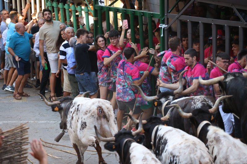 Pedreguer ja vibra amb els bous al carrer Pedreguer ja vibra amb els bous al carrer