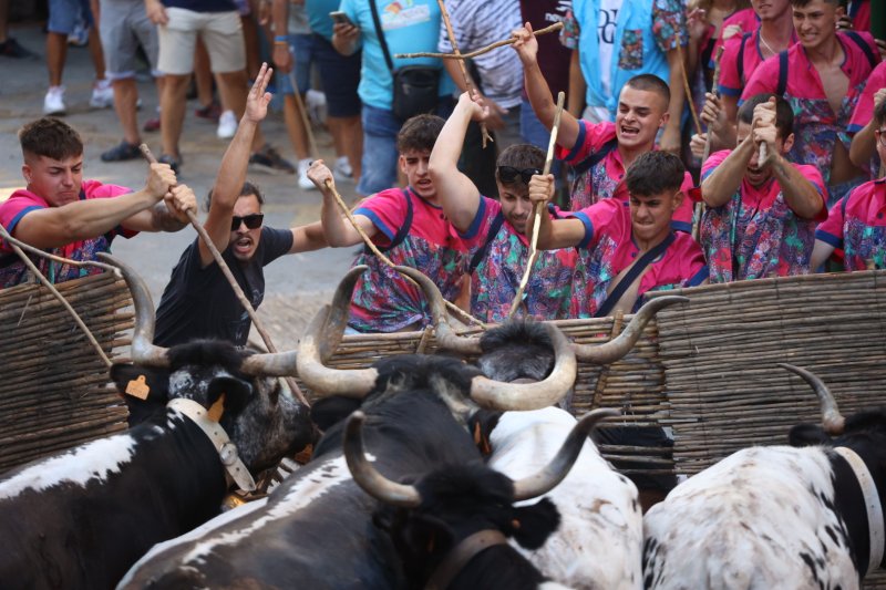 Pedreguer ja vibra amb els bous al carrer Pedreguer ja vibra amb els bous al carrer
