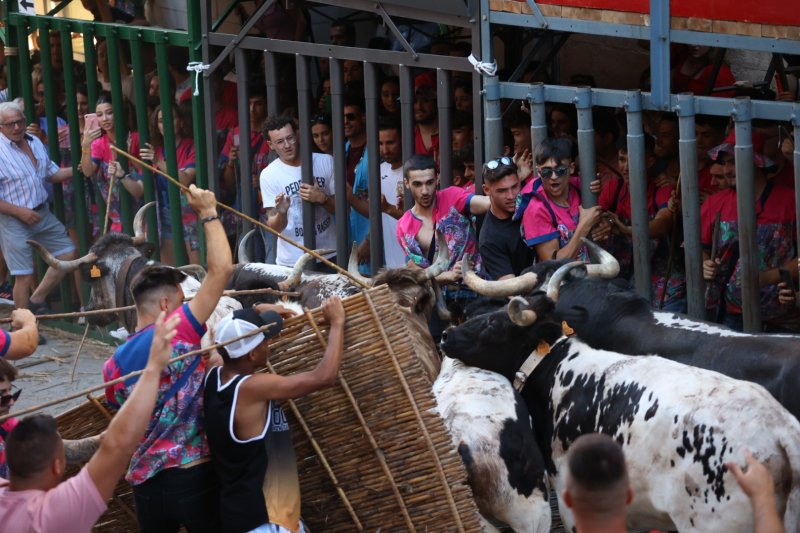 Pedreguer ja vibra amb els bous al carrer Pedreguer ja vibra amb els bous al carrer
