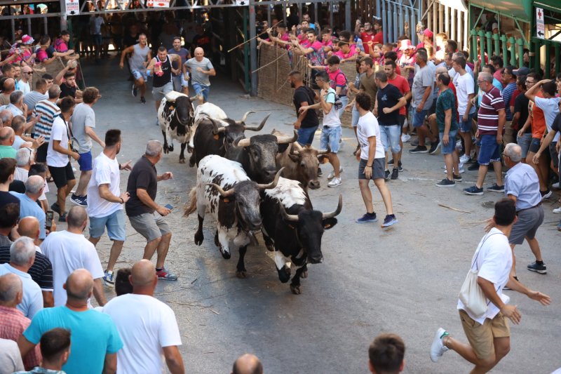 Pedreguer ja vibra amb els bous al carrer Pedreguer ja vibra amb els bous al carrer