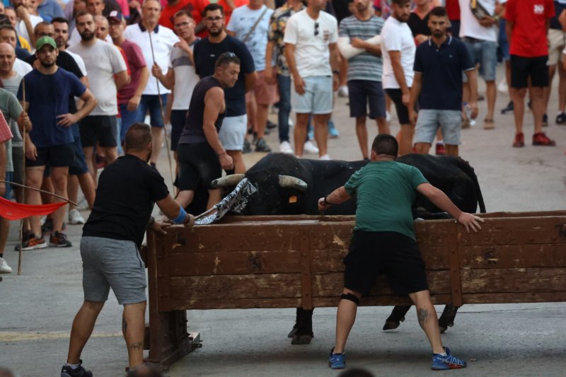 Benavent copa els premis del concurs de bous al carrer de Pedreguer Benavent copa els premis del concurs de bous al carrer de Pedreguer