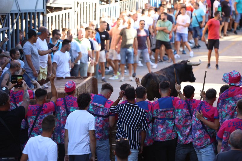 Pedreguer ja vibra amb els bous al carrer Pedreguer ja vibra amb els bous al carrer