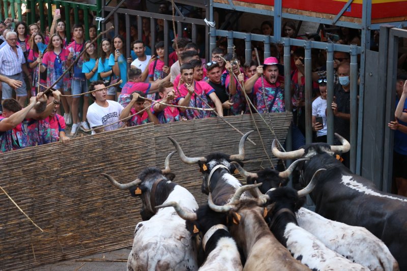 Pedreguer ja vibra amb els bous al carrer Pedreguer ja vibra amb els bous al carrer