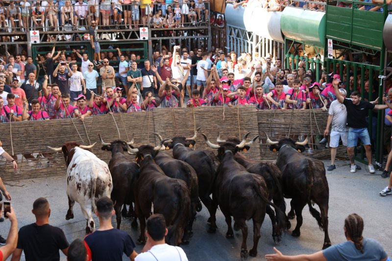 Pedreguer ja vibra amb els bous al carrer Pedreguer ja vibra amb els bous al carrer