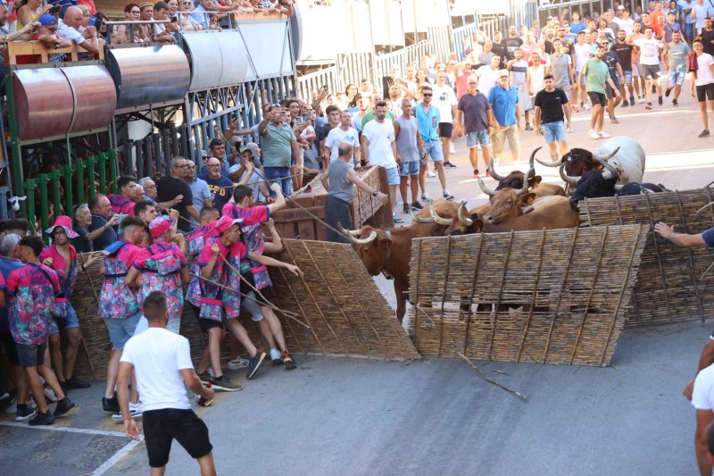 Pedreguer ja vibra amb els bous al carrer Pedreguer ja vibra amb els bous al carrer