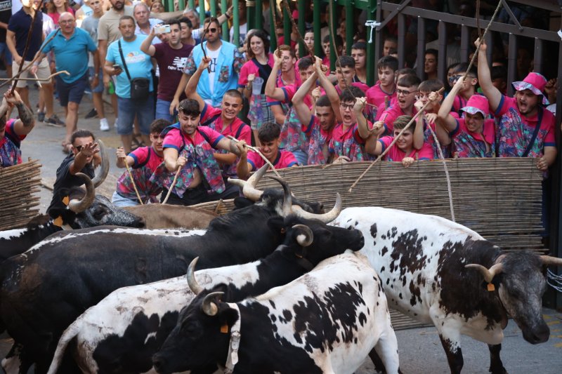 Pedreguer ja vibra amb els bous al carrer Pedreguer ja vibra amb els bous al carrer