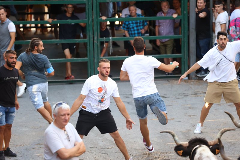 Pedreguer ja vibra amb els bous al carrer Pedreguer ja vibra amb els bous al carrer