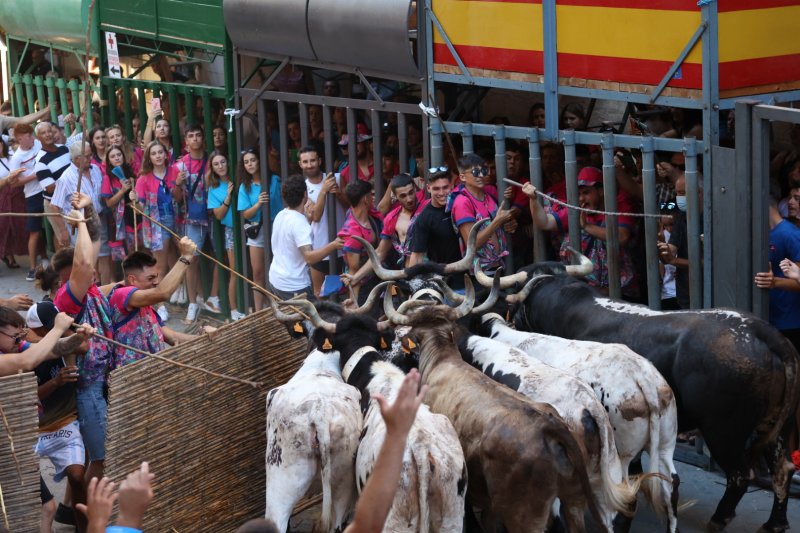 Pedreguer ja vibra amb els bous al carrer Pedreguer ja vibra amb els bous al carrer