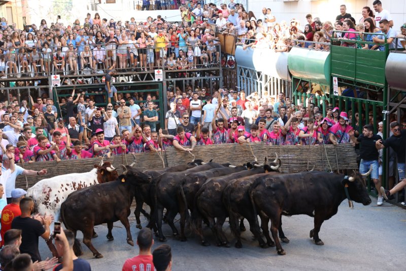 Pedreguer ja vibra amb els bous al carrer Pedreguer ja vibra amb els bous al carrer