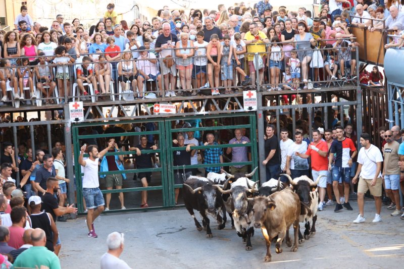 Pedreguer ja vibra amb els bous al carrer Pedreguer ja vibra amb els bous al carrer