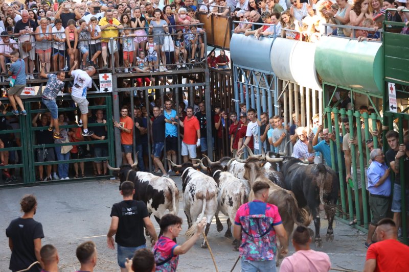 Pedreguer ja vibra amb els bous al carrer Pedreguer ja vibra amb els bous al carrer