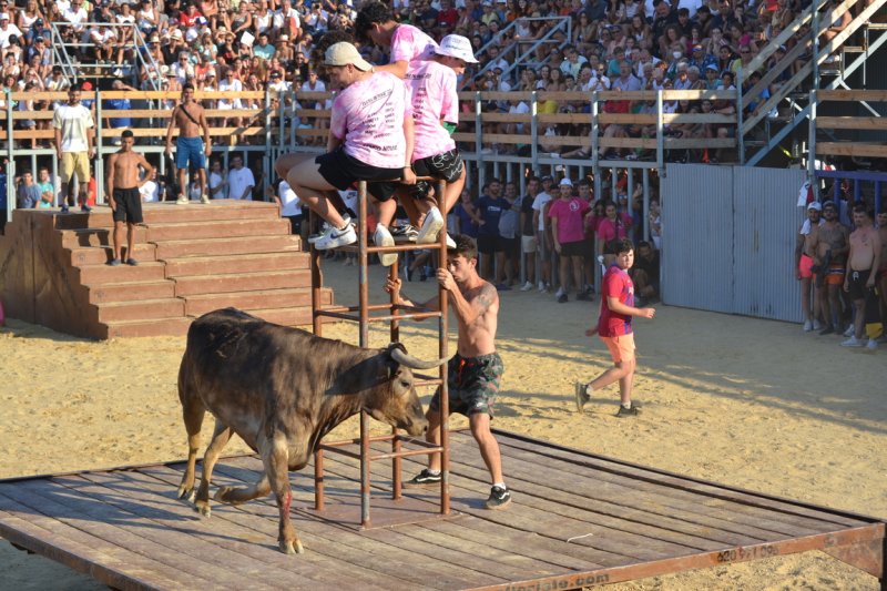 Lleno en la plaza de toros de Dénia y colas para entrar y tener el mejor sitio  Lleno en la plaza de toros de Dénia y colas para entrar y tener el mejor sitio