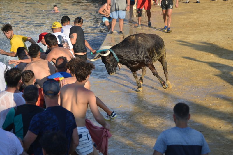 Lleno en la plaza de toros de Dénia y colas para entrar y tener el mejor sitio  Lleno en la plaza de toros de Dénia y colas para entrar y tener el mejor sitio