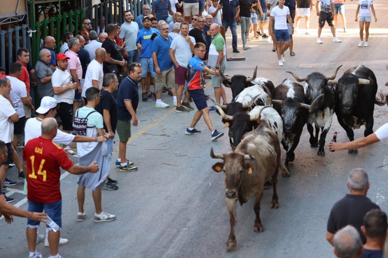 Pedreguer ja vibra amb els bous al carrer Pedreguer ja vibra amb els bous al carrer
