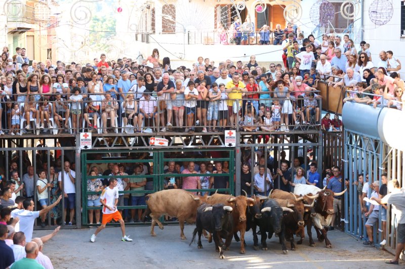Pedreguer ja vibra amb els bous al carrer Pedreguer ja vibra amb els bous al carrer