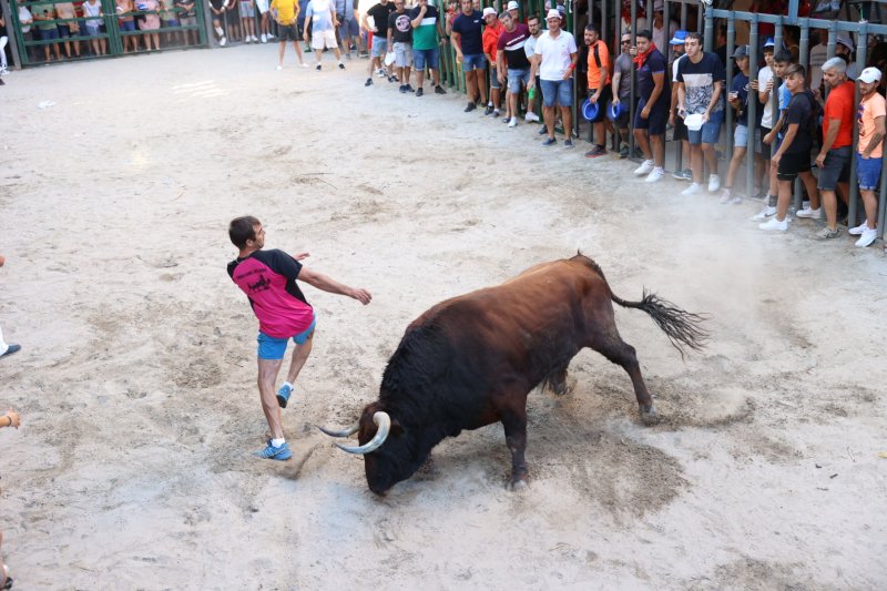 Passió desbordada amb els bous serrils de les Festes de Pedreguer Passió desbordada amb els bous serrils de les Festes de Pedreguer