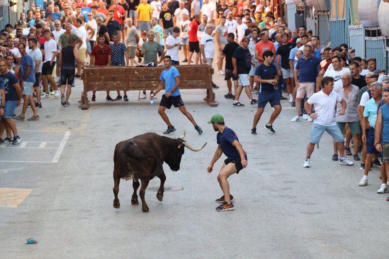 Benavent copa els premis del concurs de bous al carrer de Pedreguer Benavent copa els premis del concurs de bous al carrer de Pedreguer