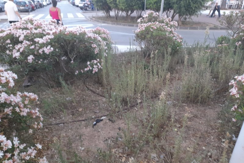 El PP de Xàbia critica el “lamentable” aspecto que ofrece la playa del Arenal en plena campaña estival El PP de Xàbia critica el “lamentable” aspecto que ofrece la playa del Arenal en plena campaña estival