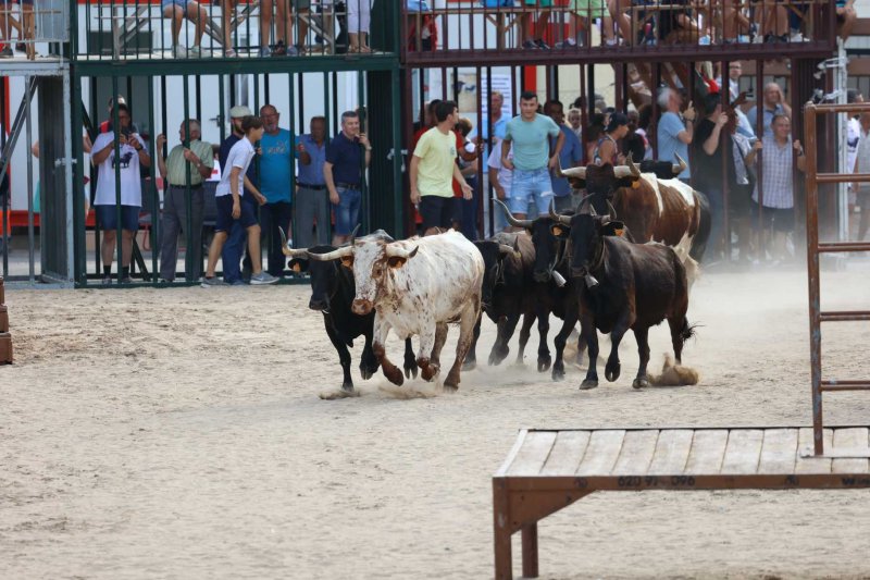 Els bous al carrer i el baret de Fogueres de Xàbia retornen amb molta força Els bous al carrer i el baret de Fogueres de Xàbia retornen amb molta força