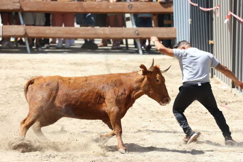 Pedreguer, catedral dels bous al carrer i bressol de toreros i retalladors  Pedreguer, catedral dels bous al carrer i bressol de toreros i retalladors