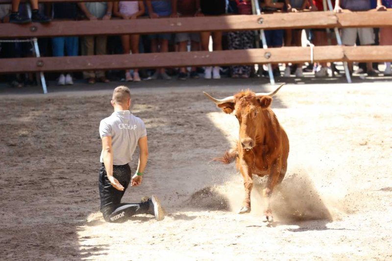 Pedreguer, catedral dels bous al carrer i bressol de toreros i retalladors  Pedreguer, catedral dels bous al carrer i bressol de toreros i retalladors