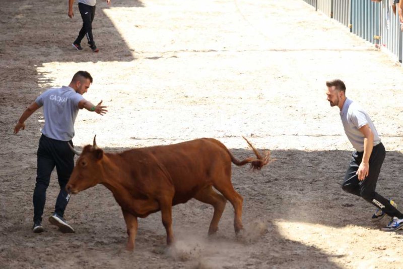 Pedreguer, catedral dels bous al carrer i bressol de toreros i retalladors  Pedreguer, catedral dels bous al carrer i bressol de toreros i retalladors