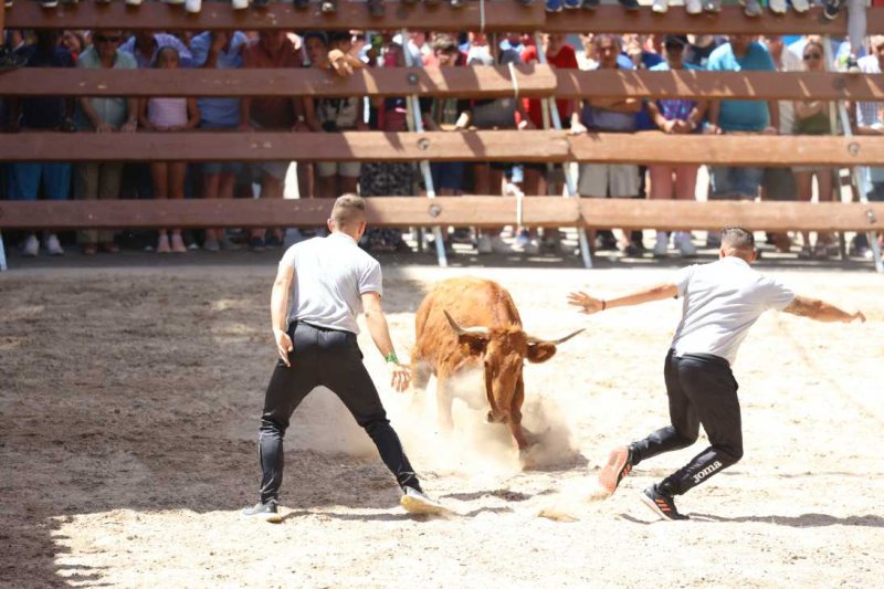 Pedreguer, catedral dels bous al carrer i bressol de toreros i retalladors  Pedreguer, catedral dels bous al carrer i bressol de toreros i retalladors