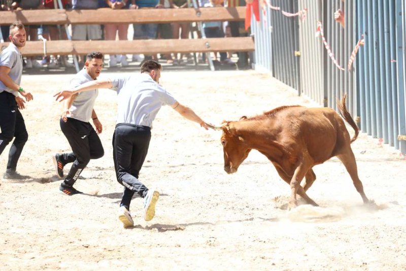 Pedreguer, catedral dels bous al carrer i bressol de toreros i retalladors  Pedreguer, catedral dels bous al carrer i bressol de toreros i retalladors