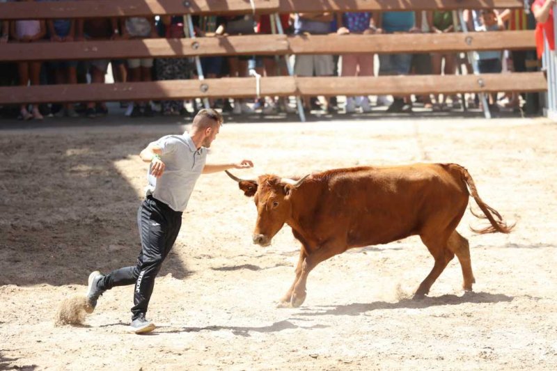 Pedreguer, catedral dels bous al carrer i bressol de toreros i retalladors  Pedreguer, catedral dels bous al carrer i bressol de toreros i retalladors
