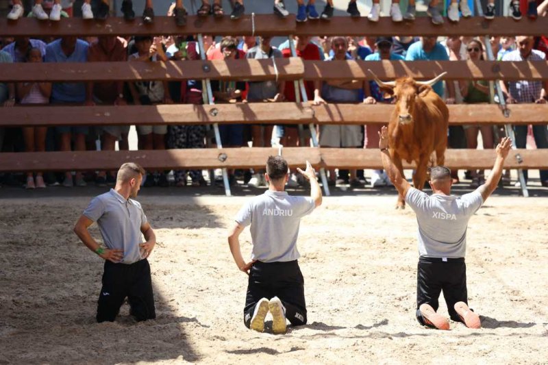 Pedreguer, catedral dels bous al carrer i bressol de toreros i retalladors  Pedreguer, catedral dels bous al carrer i bressol de toreros i retalladors
