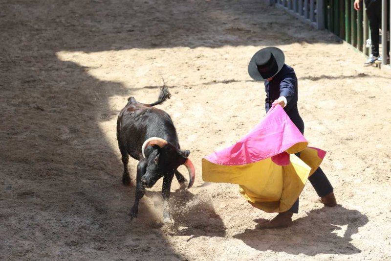 Pedreguer, catedral dels bous al carrer i bressol de toreros i retalladors  Pedreguer, catedral dels bous al carrer i bressol de toreros i retalladors