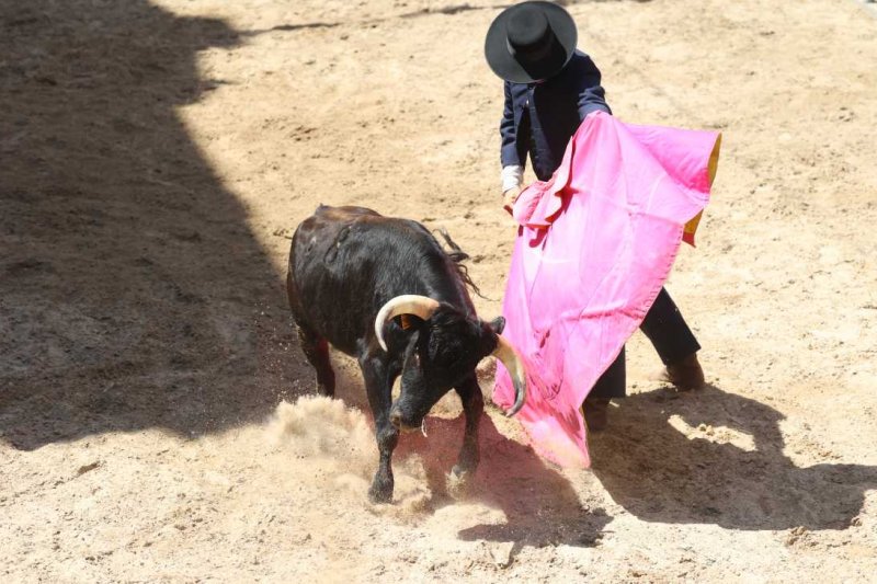 Pedreguer, catedral dels bous al carrer i bressol de toreros i retalladors  Pedreguer, catedral dels bous al carrer i bressol de toreros i retalladors