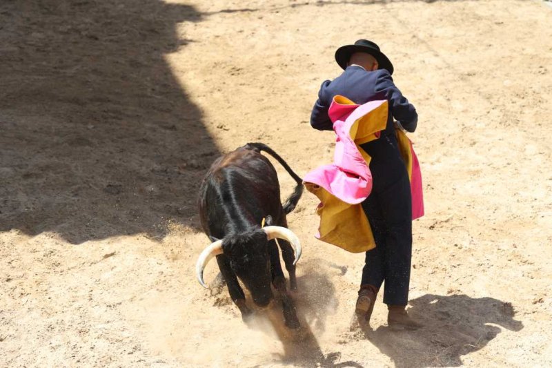 Pedreguer, catedral dels bous al carrer i bressol de toreros i retalladors  Pedreguer, catedral dels bous al carrer i bressol de toreros i retalladors
