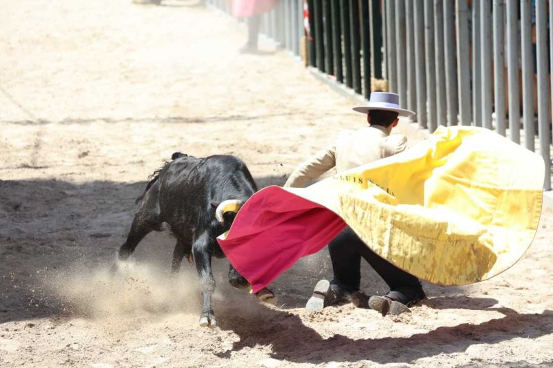 Pedreguer, catedral dels bous al carrer i bressol de toreros i retalladors  Pedreguer, catedral dels bous al carrer i bressol de toreros i retalladors